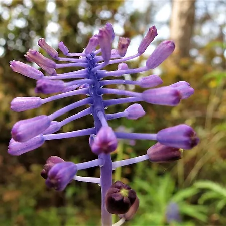 Havasupark מלון *